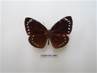 藏品(小紫斑蝶)的圖片